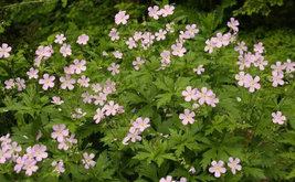 WILD GERANIUM 5 roots image 3