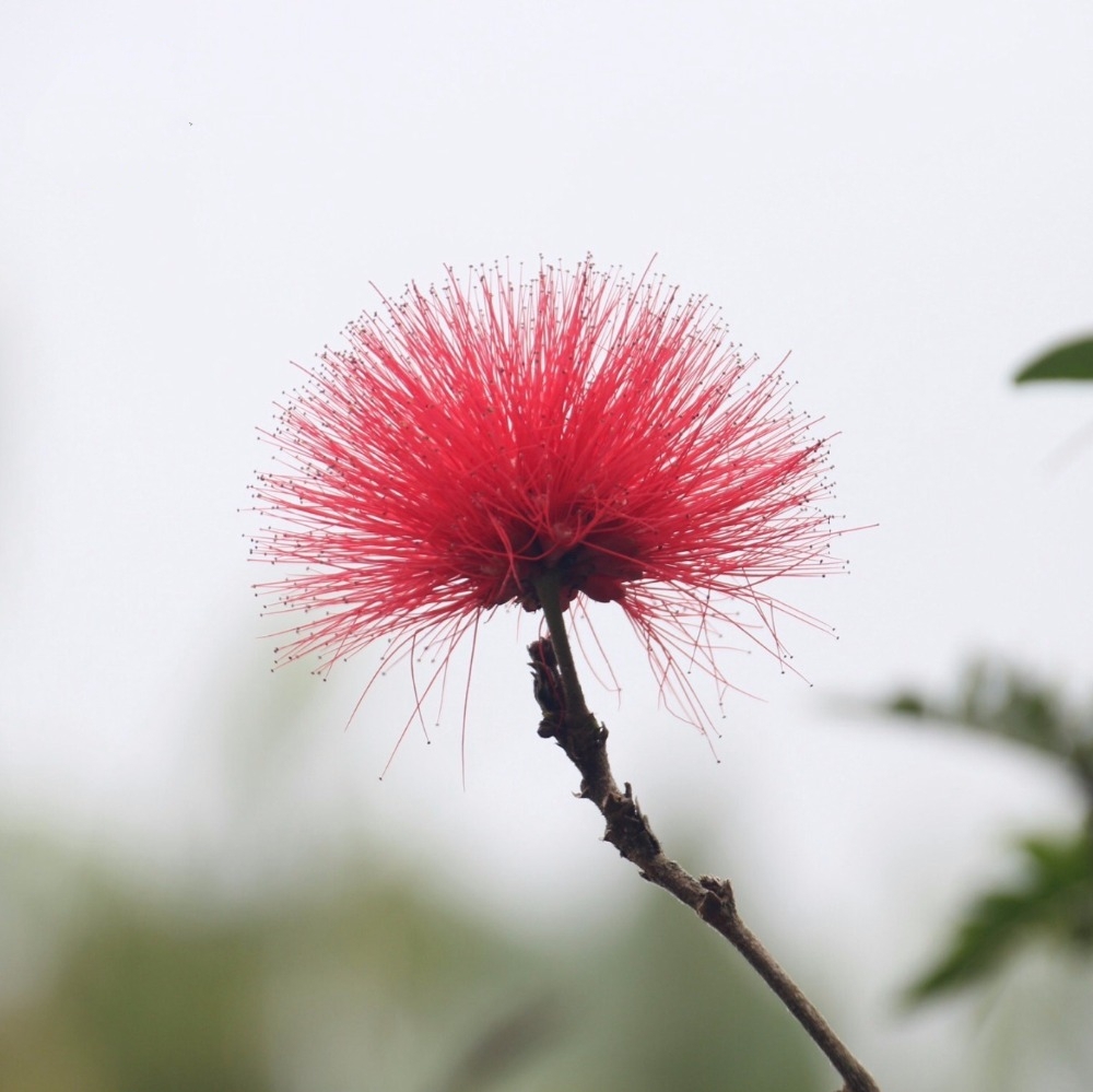 Persian Silk Tree Albizia Julibrissin Seeds 25 Mimosa Seeds Co Patio Lawn Garden