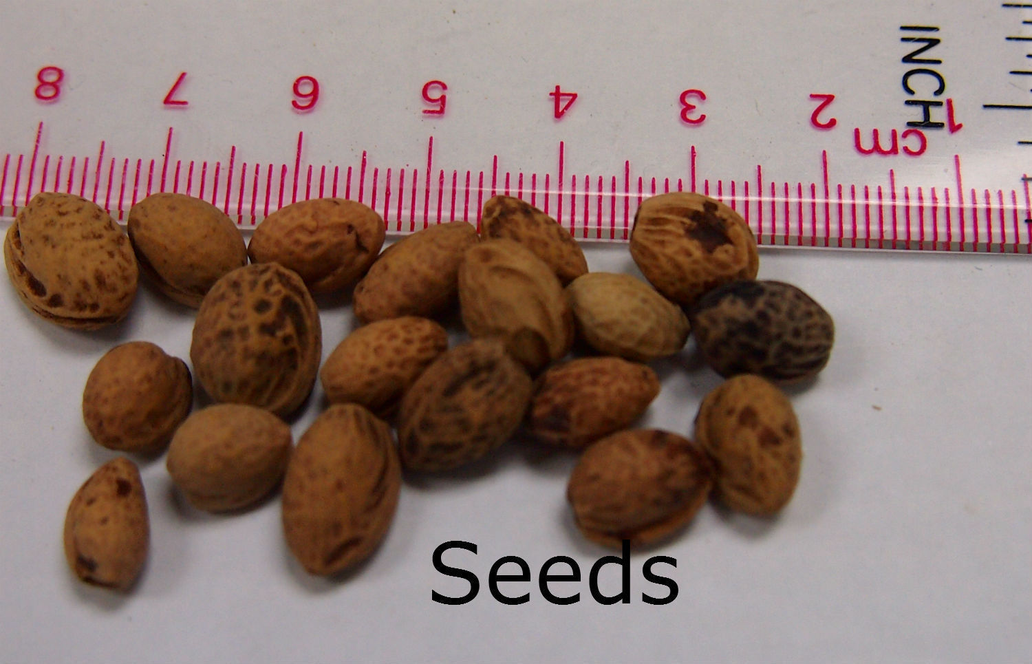 100 grams 420 Seeds Cherry Tree Shrub Seeds cherrytree Edible Fruit Wholesale Perennial Seeds