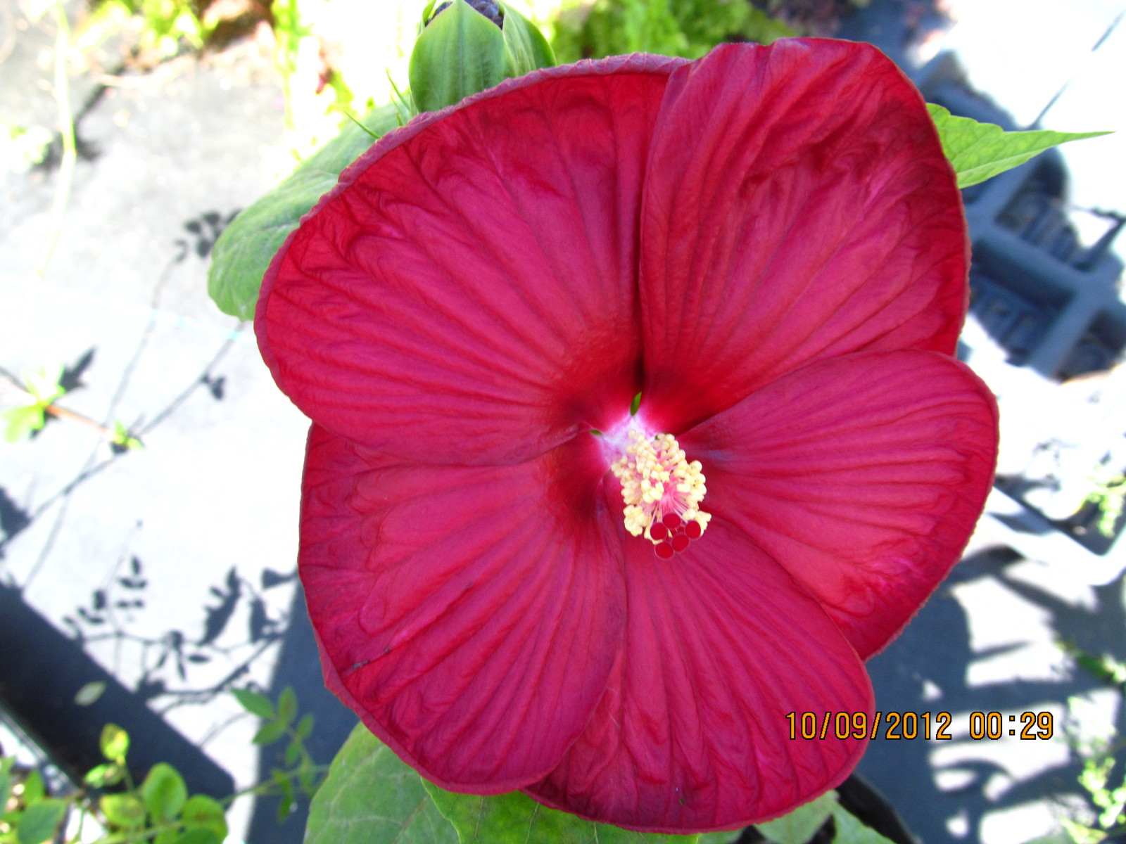 HIBISCUS 'LUNA RED' LARGE DINNER PLATE FLOWERS PERENNIAL Other Plants