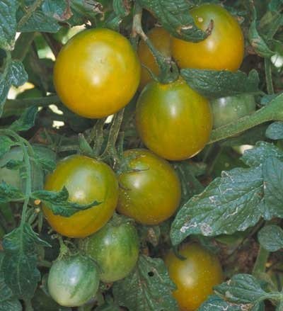 RAINBOW CHERRY Heirloom Vegetable Garden Variety Tomato Seeds 50 Seeds
