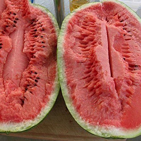 BEST PRICE 20 Seeds Jubilee Red Mushy Watermelon,DIY Watermelon Seeds ...