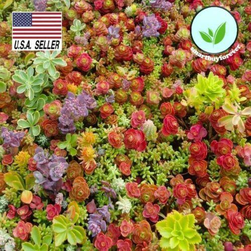 100+ Seeds Sedum mixed *succulents * Lithops excellent performing
