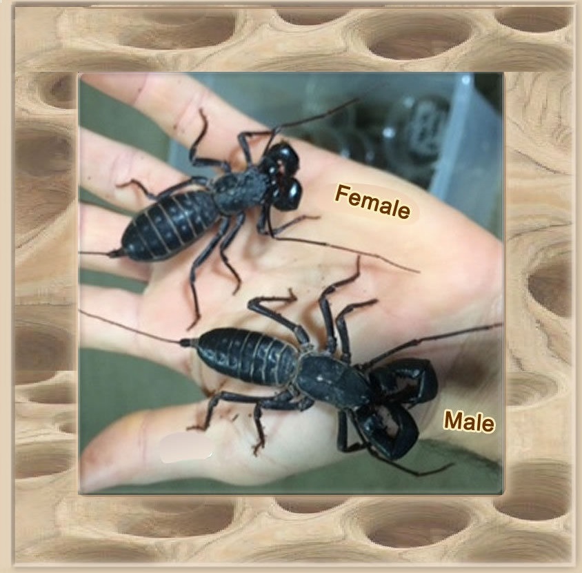 Adult Vinegaroons Male & Female REAL live praying mantis