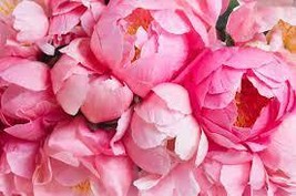 “ 10 PCS Chinese Peony Tree Seeds - Light Pink Double Flowers Ball Type GIM ” - $15.18