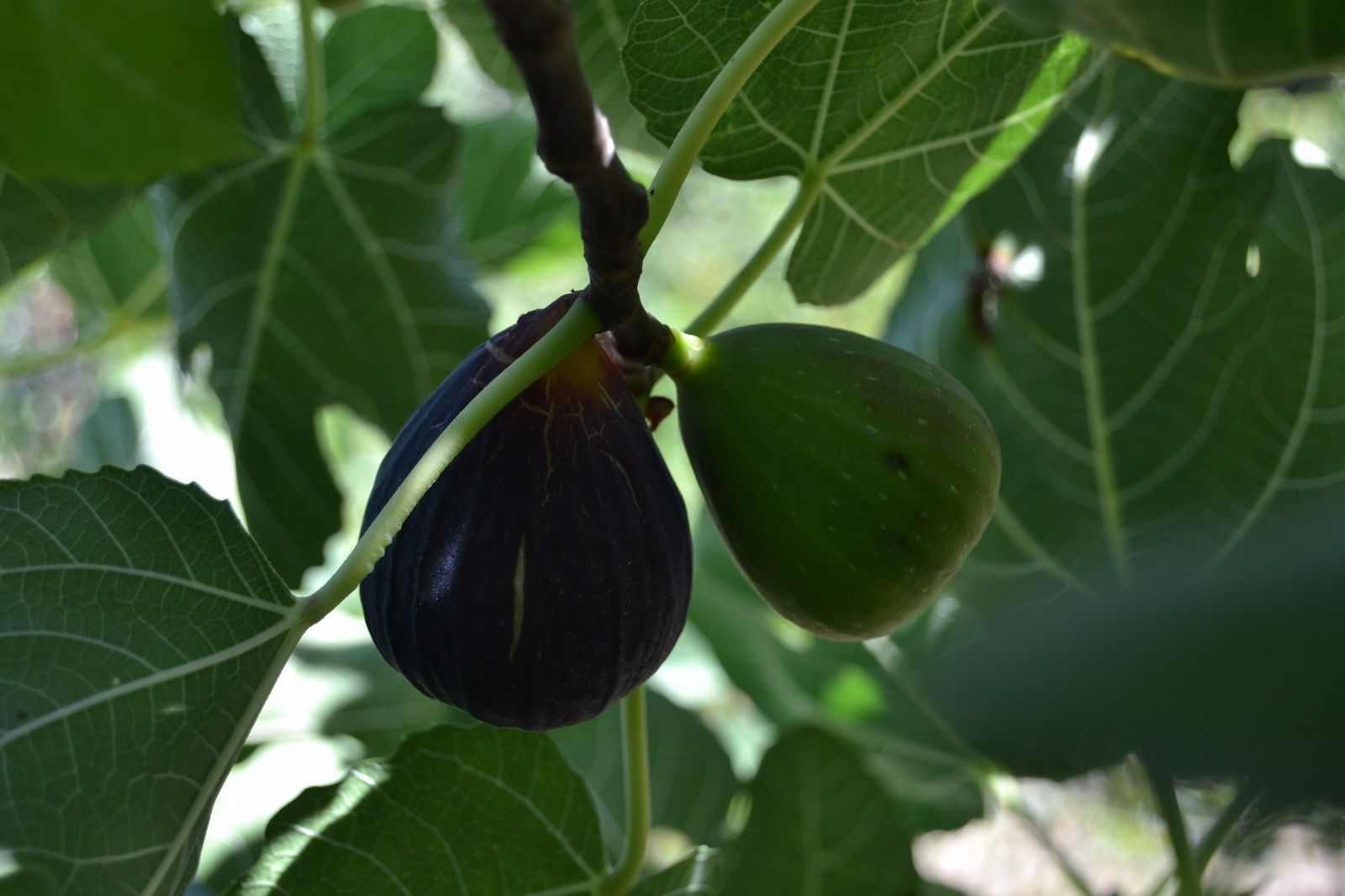 LAMPEIRA PRETA 1 ROOTED PLANT - Fig Trees Varieties LAMPEIRA PRETA- - Seeds