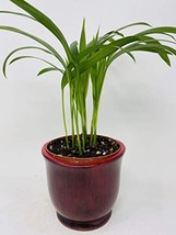 Red Ceramic Pot Plant Collection by JMBAMBOO (Areca Palm) - $26.45
