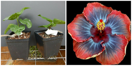 Voodoo Queen**Small Rooted Tropical Hibiscus Starter Plant*Ships Bare Root - $65.99