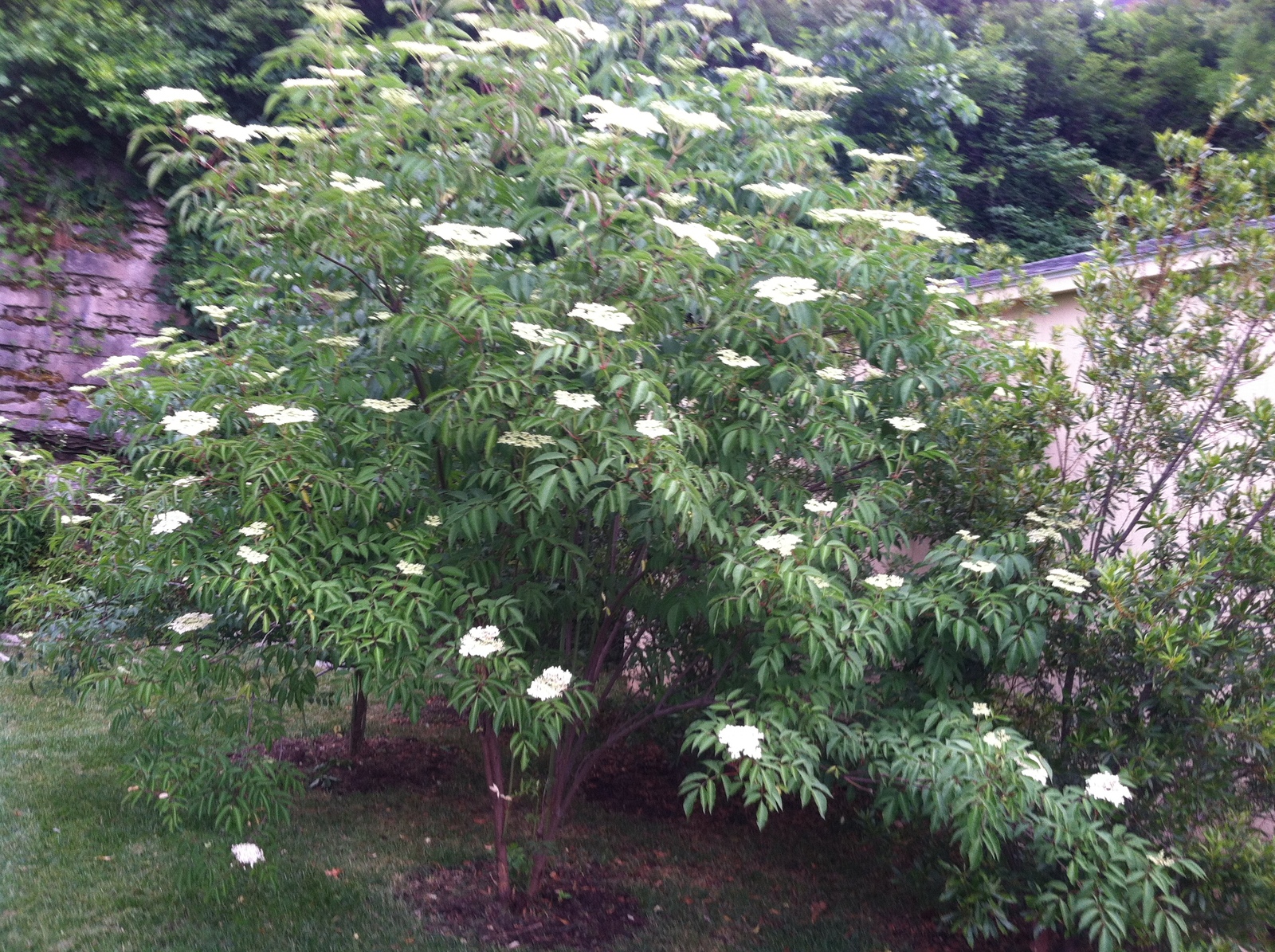Fruit Shrub Bob Gordon Elderberry Bush 1 Plant in 2 Gallon Pot Other