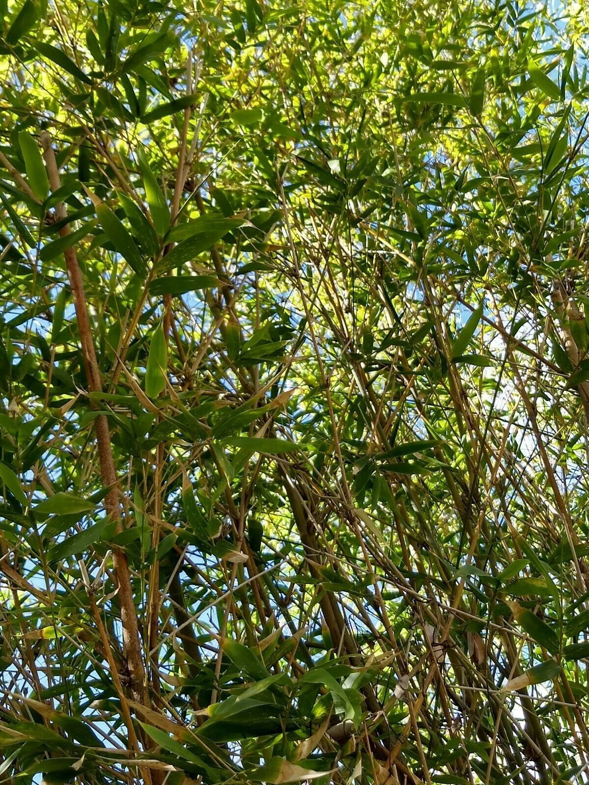 3 ft Fast Growing Clumping Bamboo plant With Roots NonInvasive*Privacy