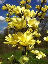 Yellow Bird Magnolia 2.5" pot image 1