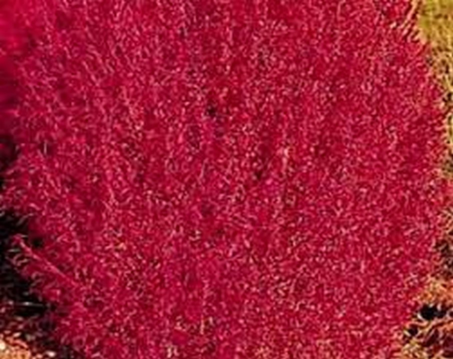 Burning Bush Shrub Kochia Trichophylla 25 Seeds Seeds