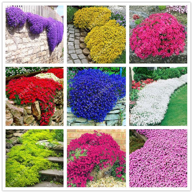 “ 30 PCS Creeping Thyme Seeds Rock CRESS Plant-Mixed Red-Rose Red-Purple-Green-Y
