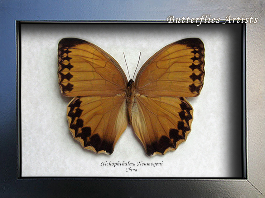 Jungle Queen, Stichophthalma formosana  in a Frame main image 1