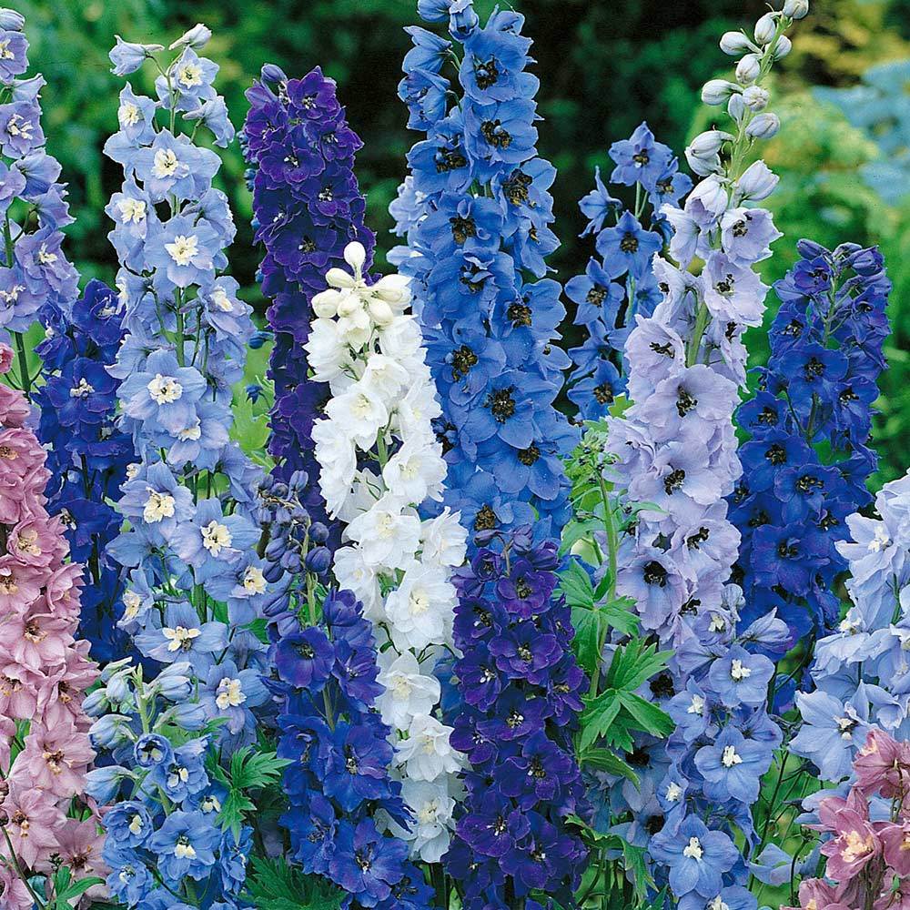 25 Pcs GIANT DELPHINIUM MAGIC FOUNTAINS MIX FLOWER SEEDS MIX ...