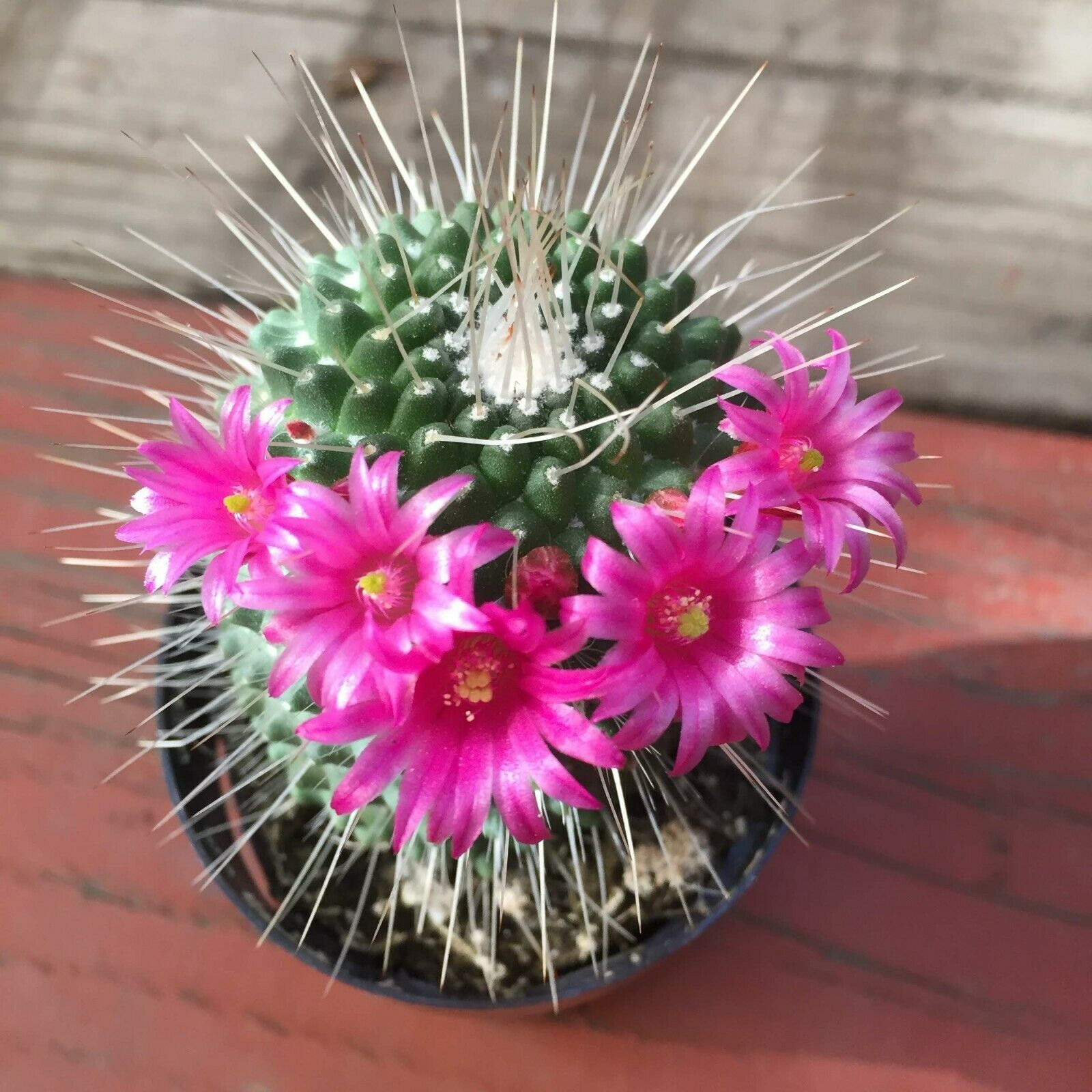 Beautiful Mammillaria spinosissima cactus cacti succulent live plant ...