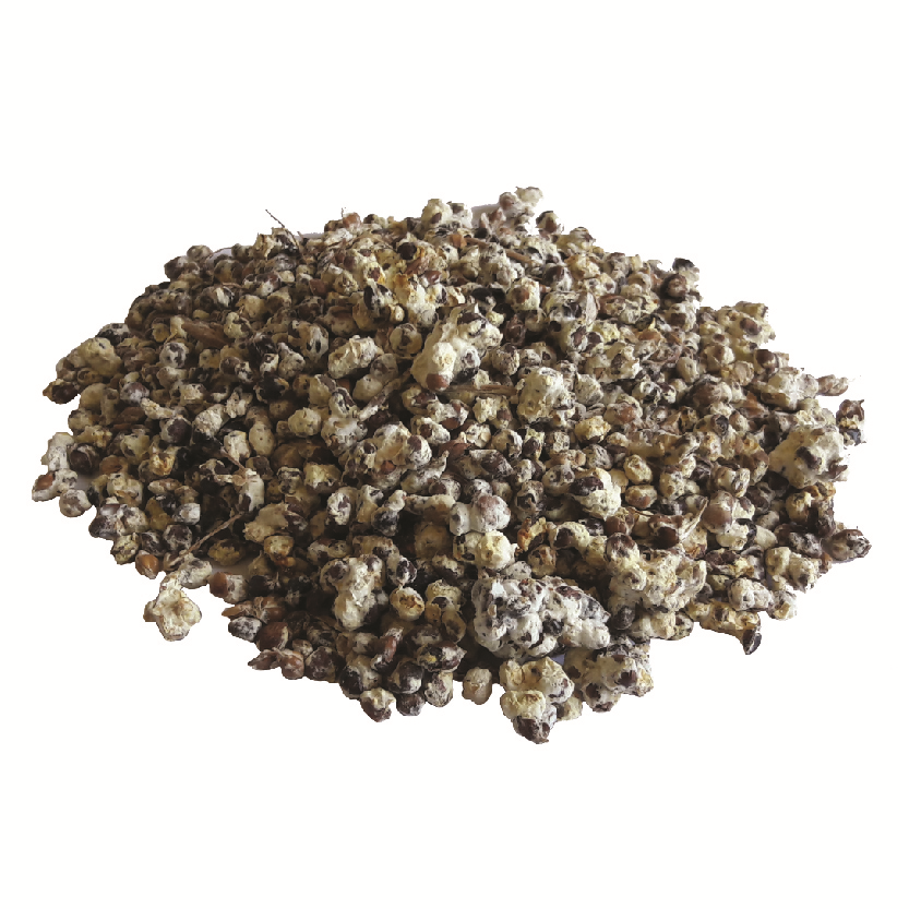 20 g WHITE MATSUTAKE Tricholoma Magnivelare Mushroom Spawn Spores Seeds Mycelium Mushrooms