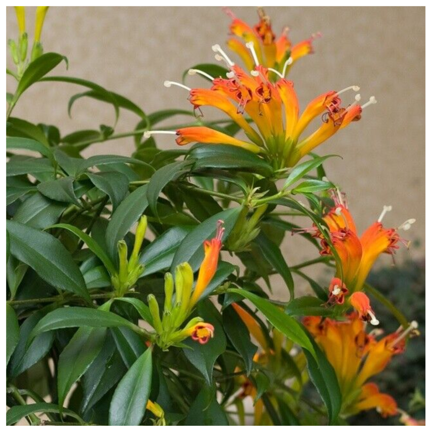 Orange Lipstick Plant Aeschynanthus Xsplendidus Indoor Flower 45" Tall 2.5" Pot Plants