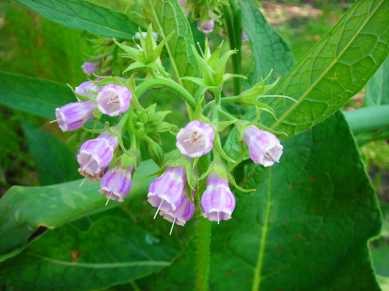 Organically Grown Comfrey Leaf Air Dried Hand Cut And Packed Other