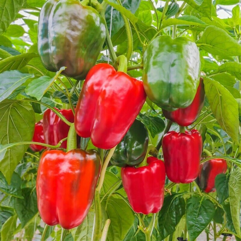 Keystone Giant Red Bell Pepper Extra Large size HEIRLOOM 30+ seeds 100% Organic