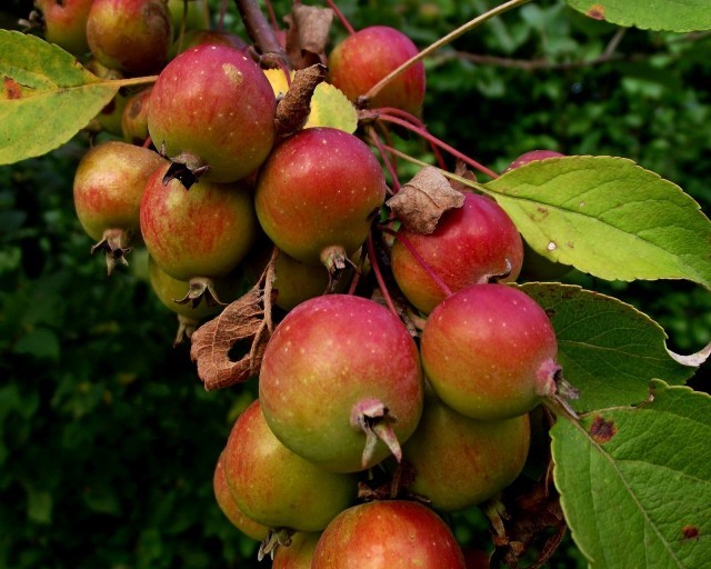 Malus Sylvestris (Wild Crab Apple) 20 seeds Seeds