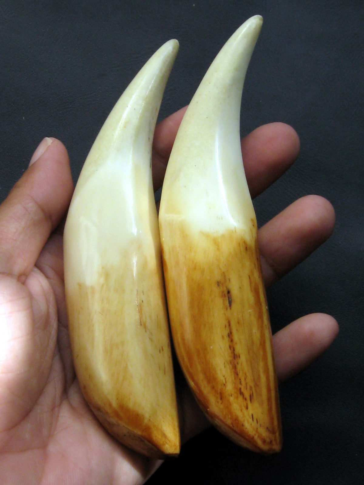 RARE SMALL PAIR BUDDHA HINDU TIGER-CANINE-TOOTH-FANG-TEETH NOT-REAL ...