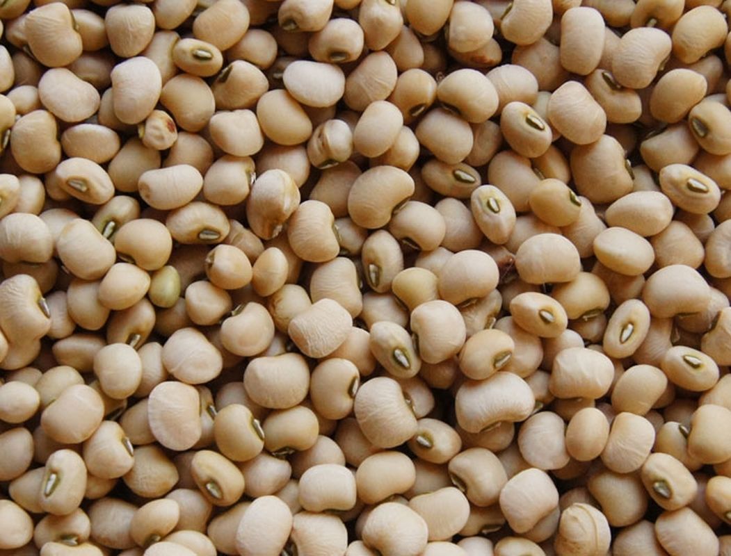 White Acre Pea Seeds Seeds