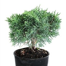 Shimpaku Juniper Evergreen Great for bonsai - $47.52