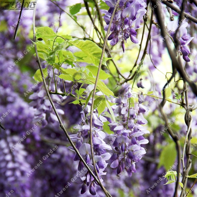 Purple Flower Canvas Prints Fine Art America