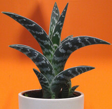ALOE VARIEGATA exotic succulent rare desert healing plant garden seed 10... - $8.99