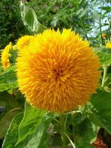 Teddy Bear Sunflower Seeds USA Garden Flowers Sungold Dwarf Sun Flower S... - $9.86