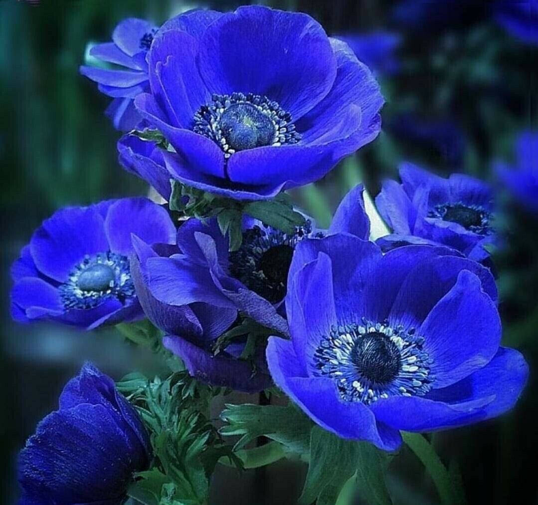 Anemone de Caen Blue Poppy 20 seeds and similar items