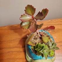 Turtle Planter & Custom Succulent Arrangement, Tortoise Plant Pot, Live Plants image 7