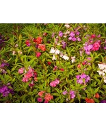 50+ Mix Camilla Balsam Impatiens Touch Me Not Flower Seeds Purple, Pink,... - $8.99