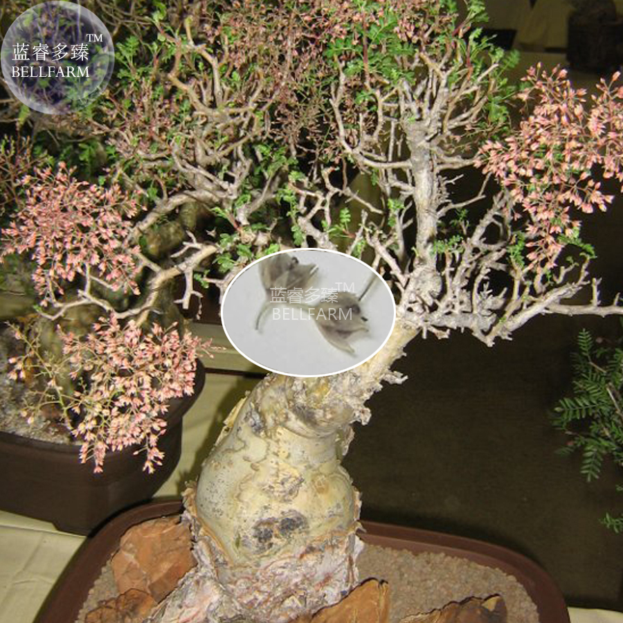 Pachycormus discolor Elephant Tree Bonsai Seeds, 5 seeds, professional