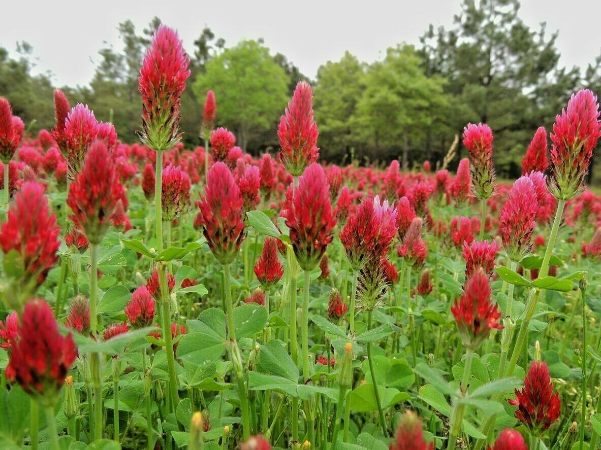 1000+CRIMSON CLOVER Seeds Ground Cover Garden Food Plot Wildflower EASY ...