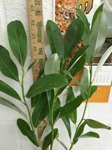 SWEETBAY MAGNOLIA gallon pot Laurel Magnolia, Swamp Magnolia image 9