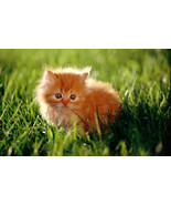 Digital download photo of a ginger cat - $0.10