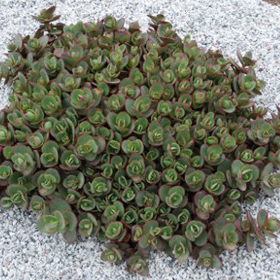 5 Sedum ' Lime Zinger ' Ground Cover Live Plant Deer Resistant
