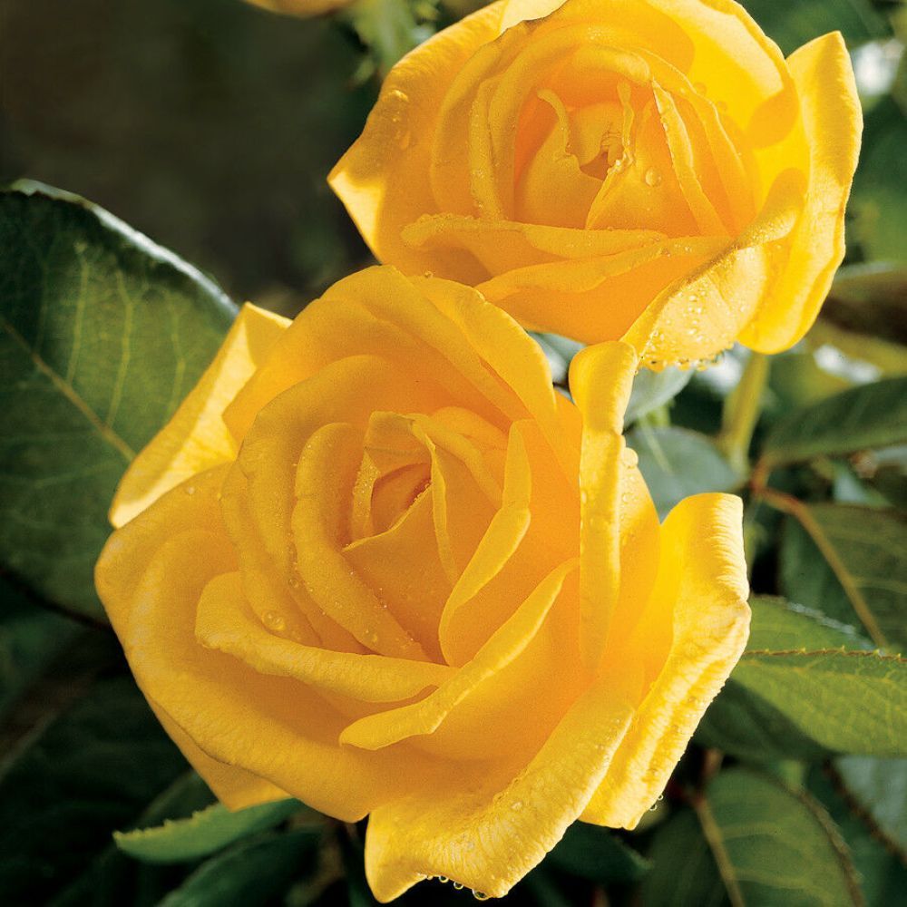 Gold Glow Rose Live Plants (Yellow Flower) STR11 Plants & Seedlings