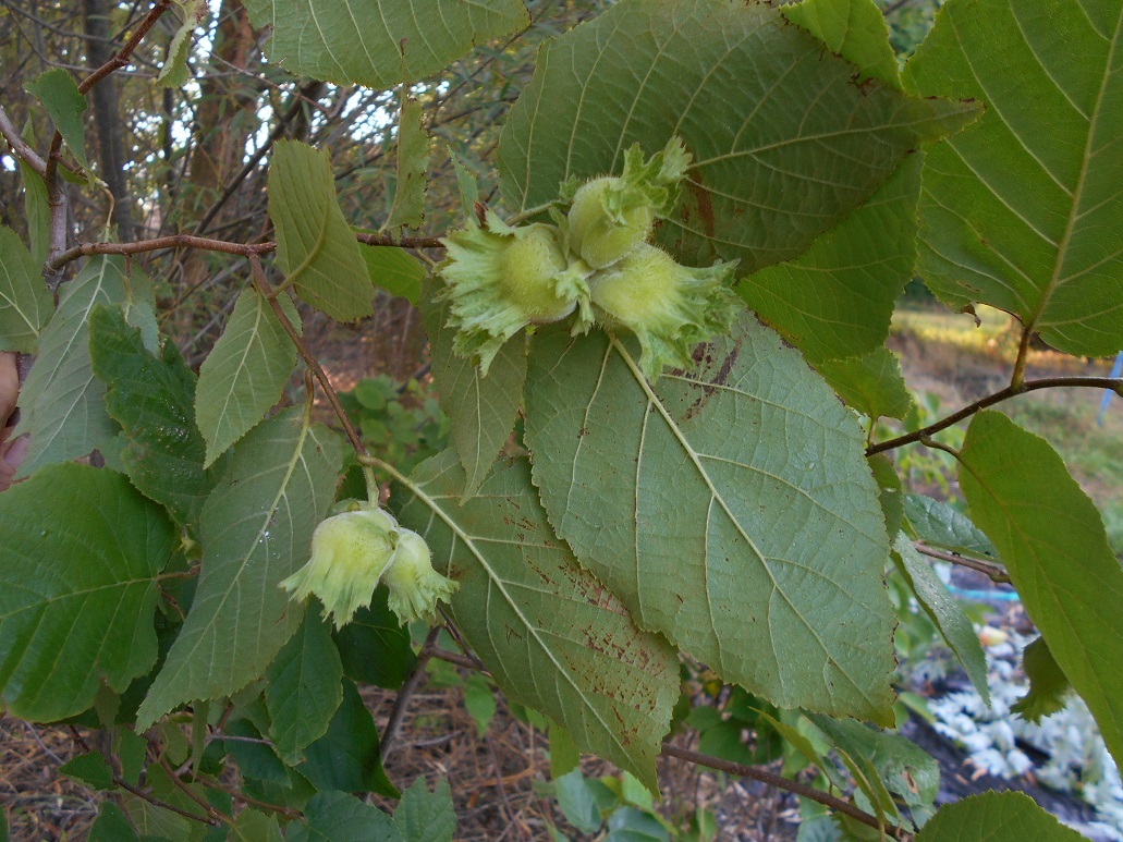 1 Hazelnut Tree, 16+inch, Fast Growing Nut Plant in Home Garden Landscapes
