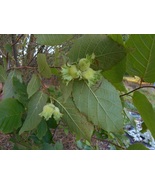 1 Hazelnut Tree, 16+inch, Fast Growing Nut Plant in Home Garden Landscapes - $18.95