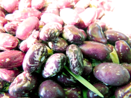 Whipple Bean - a beautiful bean from the Willamette Valley, Oregon - $5.25