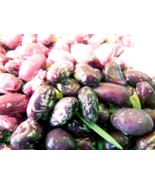 Whipple Bean - a beautiful bean from the Willamette Valley, Oregon - $5.25