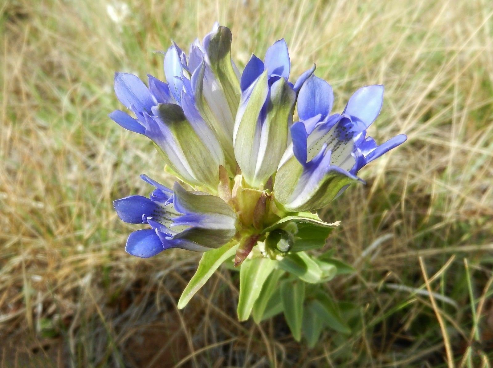 1000 Bottle Gentian Seeds (Gentiana andrewsii ) Native Wildflower ...