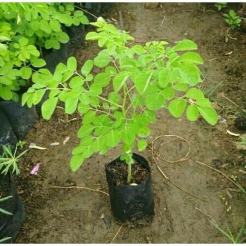 1 Moringa Oleifera seedling live starter plant, 1 year old, Big root ball. USA