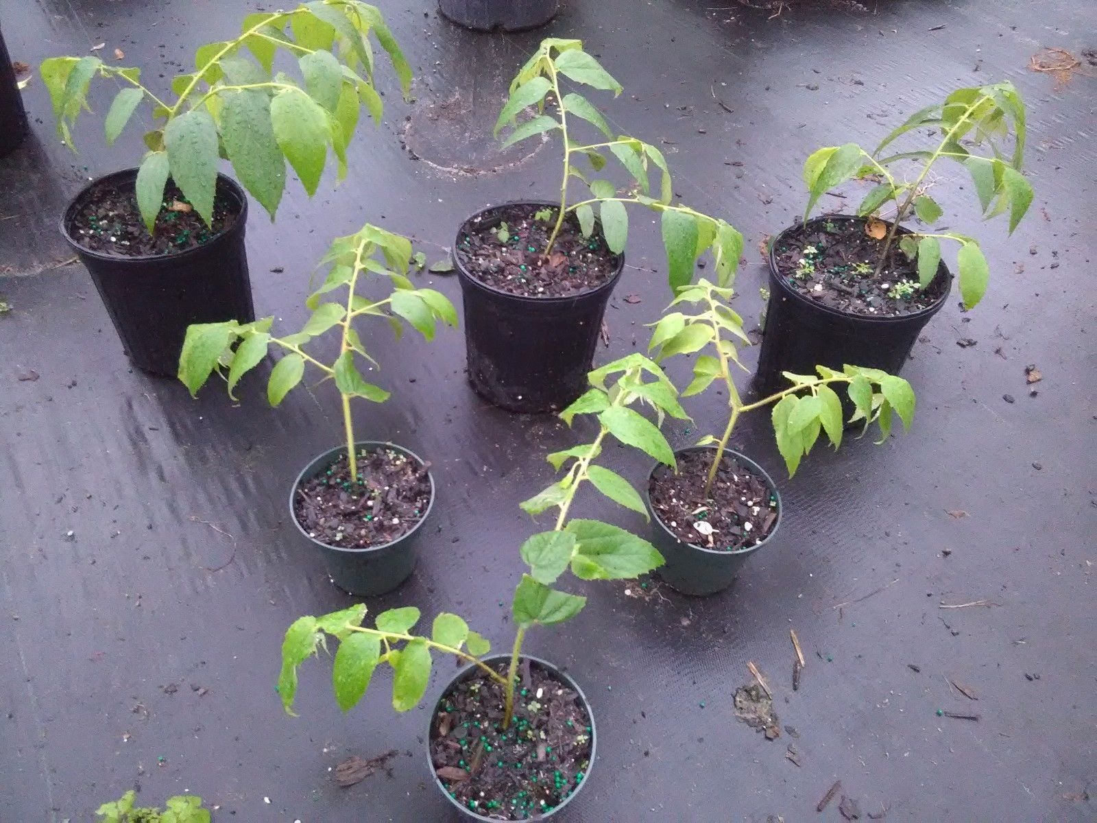 Jamaican Cherry aka Strawberry Tree Muntingia calabura live healthy