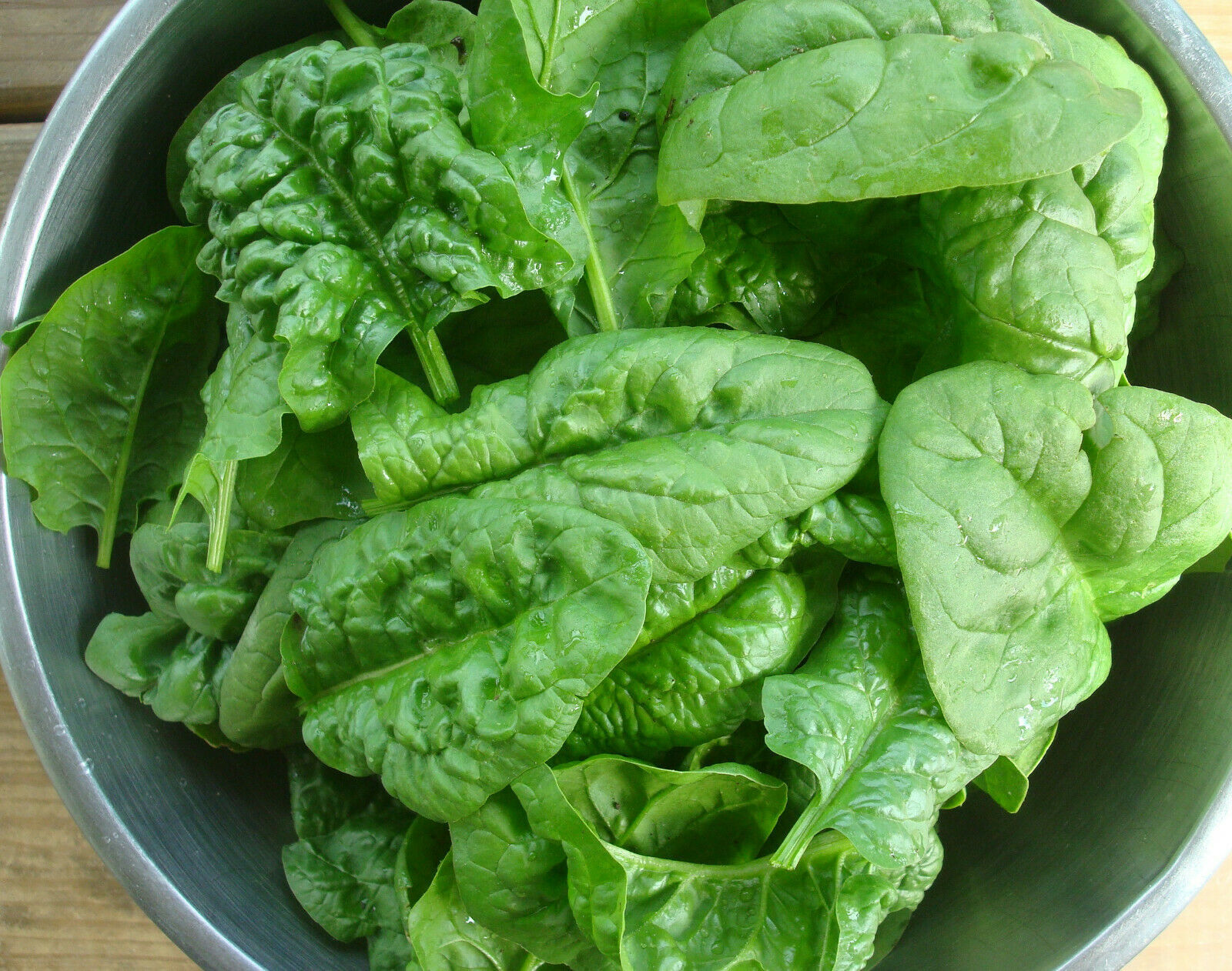 Bloomsdale Spinach 30 200 Seeds Longstanding Slow bolt Heirloom Non