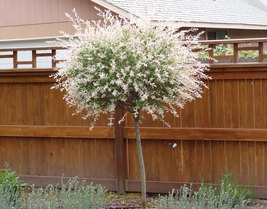 Japanese Dappled Nishiki Willow 1 qt. pot shrub/tree image 2