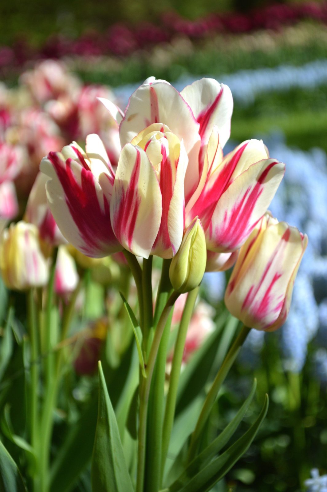 5 White Red Flames Tulip Bulbs Bi Color Spring Flower Garden Hardy